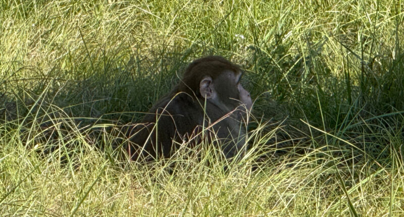 Escaped monkey shot, killed in Heidelberg, Mississippi by Jessica Bond Ferguson, who says she feared for her children's safety