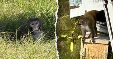 Escaped monkeys from Mississippi truck crash puts spotlight on NIH-funded Tulane lab