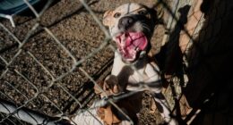 Families on SNAP worry about not just feeding themselves but also their pets