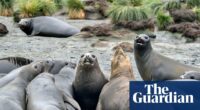 Fears for elephant seals as bird flu kills half of population in South Atlantic