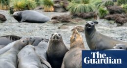 Fears for elephant seals as bird flu kills half of population in South Atlantic