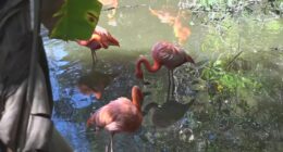 Flocking to Florida: Flamingo numbers are growing in the Sunshine State