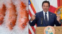 Florida Gov. Ron DeSantis announces management proposal for 2026 red snapper season