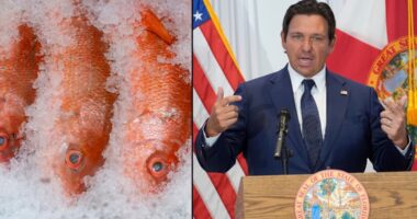 Florida Gov. Ron DeSantis announces management proposal for 2026 red snapper season