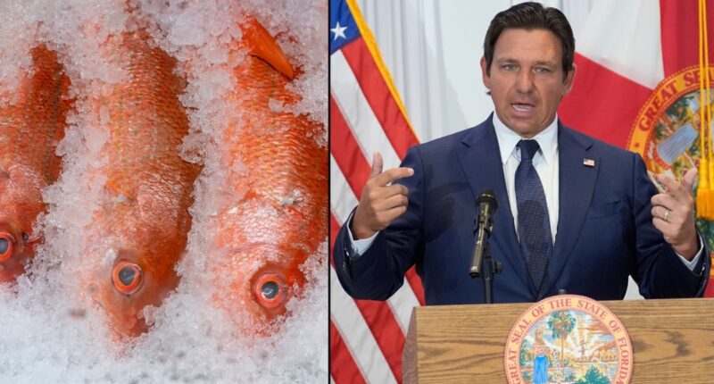 Florida Gov. Ron DeSantis announces management proposal for 2026 red snapper season