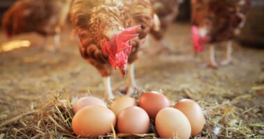 Florida man accused of opening fire after argument over chickens laying eggs