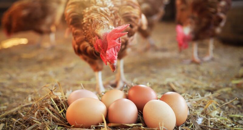 Florida man accused of opening fire after argument over chickens laying eggs