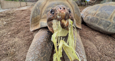 Gramma the Galapagos tortoise, oldest resident of San Diego Zoo, dies at about 141