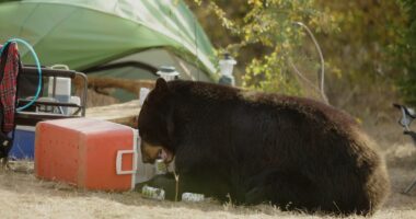 How crocs on meth, beer-loving bears and cocaine hippos wreak havoc