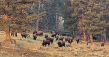 Idiot tourists narrowly avoid being gored by bison in Yellowstone