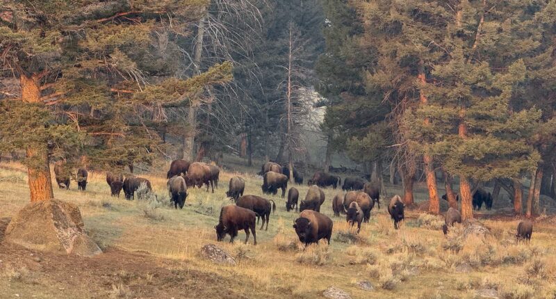 Idiot tourists narrowly avoid being gored by bison in Yellowstone