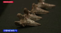 Major discovery proves gigantic sharks roamed Australia's coastlines