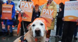 Majority of doctors do NOT back strike action leaked poll reveals as Wes Streeting claims 'reckless' union 'has lost the plot'