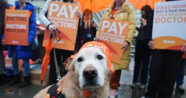 Majority of doctors do NOT back strike action leaked poll reveals as Wes Streeting claims 'reckless' union 'has lost the plot'