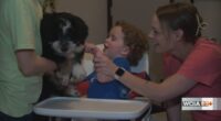 Make-A-Wish grants 4-legged wish to Rantoul boy