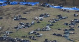 Massacre of the ostriches: Inside the slaughter of 314 birds in Canada