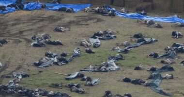 Massacre of the ostriches: Inside the slaughter of 314 birds in Canada