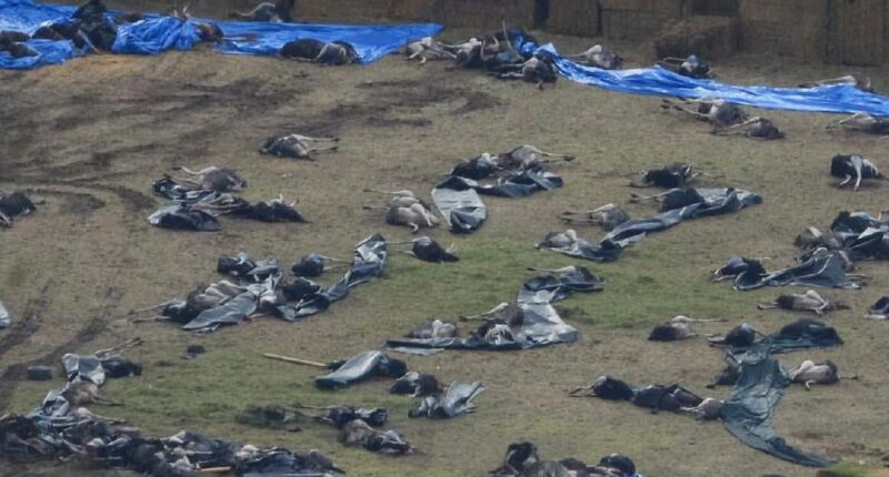 Massacre of the ostriches: Inside the slaughter of 314 birds in Canada