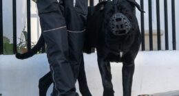 Mastiff that savaged Queen's son's Jack Russell is spotted with muzzle