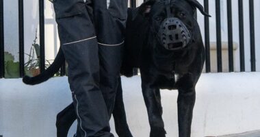 Mastiff that savaged Queen's son's Jack Russell is spotted with muzzle