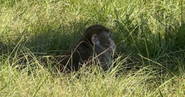 Mississippi woman kills escaped monkey fearing for her children's safety