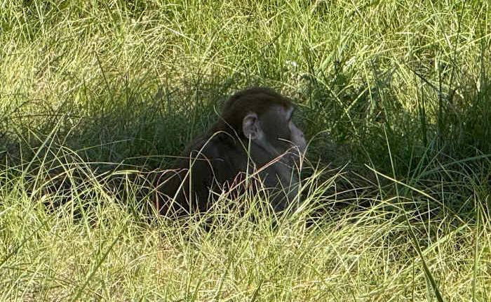 Mississippi woman kills escaped monkey fearing for her children's safety