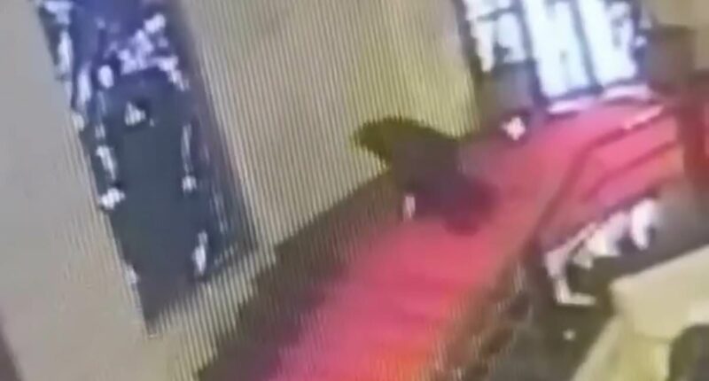 Moment politician falls through priceless stained glass window