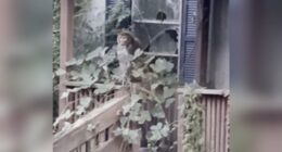 Monkeys Mississippi news: 2nd escaped monkey killed in Mississippi after woman shoots monkey in Heidelberg, MS over weekend