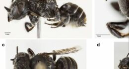 New bee discovered in WA