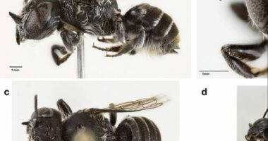 New bee discovered in WA