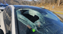 North Carolina driver says bald eagle dropped cat through her windshield: 'You may not believe me'