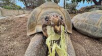 Oldest resident of San Diego Zoo dies at 141 years old