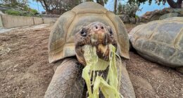 Oldest resident of San Diego Zoo dies at 141 years old