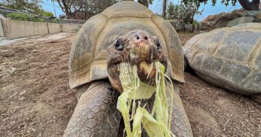 Oldest resident of San Diego Zoo dies at 141 years old