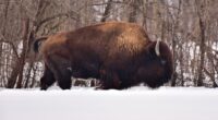 On this National Bison Day, look back to the Bronx Zoo