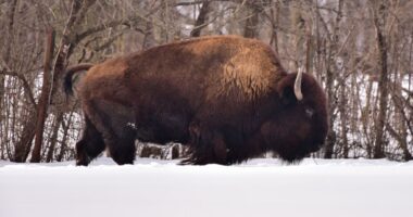 On this National Bison Day, look back to the Bronx Zoo