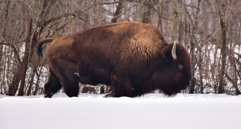 On this National Bison Day, look back to the Bronx Zoo