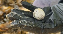 Debris balls have washed up on several NSW ï»¿beaches again, but authorities are unsure whether they are related to the ones that were previously found along dozens of Sydney beaches.