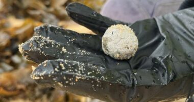 Debris balls have washed up on several NSW ï»¿beaches again, but authorities are unsure whether they are related to the ones that were previously found along dozens of Sydney beaches.