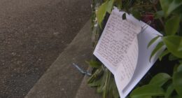 P-plater accused of killing pregnant woman in Sydney refused bail