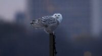 Pair of snowy owls spotted along Lake Michigan beach near near Montrose Point Bird Sanctuary draws crowds in Chicago