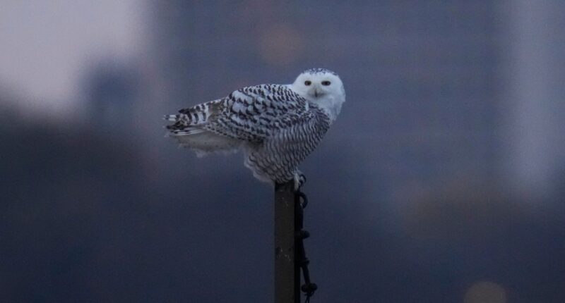 Pair of snowy owls spotted along Lake Michigan beach near near Montrose Point Bird Sanctuary draws crowds in Chicago