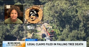 Parents sue after son, 8, killed by tree branch at camp