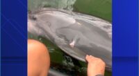 Photos reveal dolphins injured during a ride from one Florida attraction to another