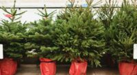 Picking out your Christmas tree this weekend? This is how to choose one that can boost your health... and help banish festive stress