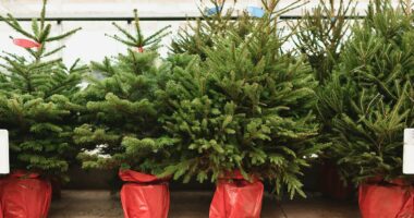Picking out your Christmas tree this weekend? This is how to choose one that can boost your health... and help banish festive stress