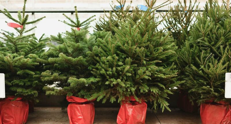 Picking out your Christmas tree this weekend? This is how to choose one that can boost your health... and help banish festive stress