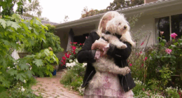 The 63-year-old's brave pet is now fighting for his own life.