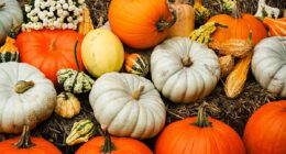 Pumpkins aren't just for Halloween: Nutritionist reveals why the orange gourds are one of the most powerful - and versatile - autumn superfoods