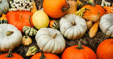 Pumpkins aren't just for Halloween: Nutritionist reveals why the orange gourds are one of the most powerful - and versatile - autumn superfoods